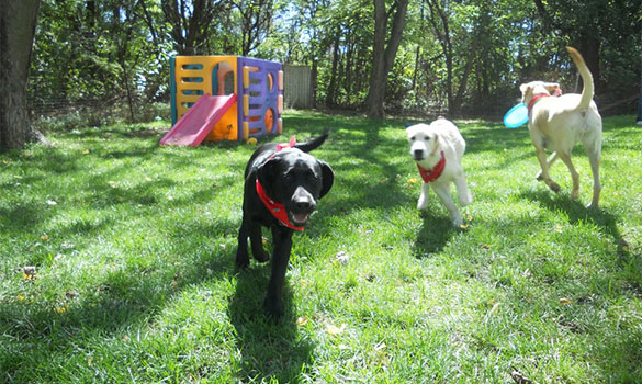 Doggie Day Care