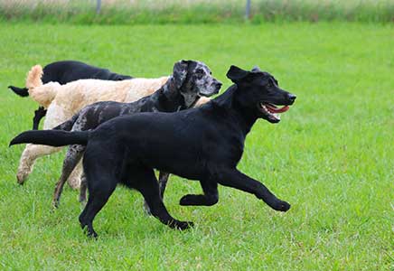 Doggie Day Care